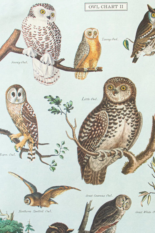 Owl Scientific Chart - Charts from Stemcell Science Shop