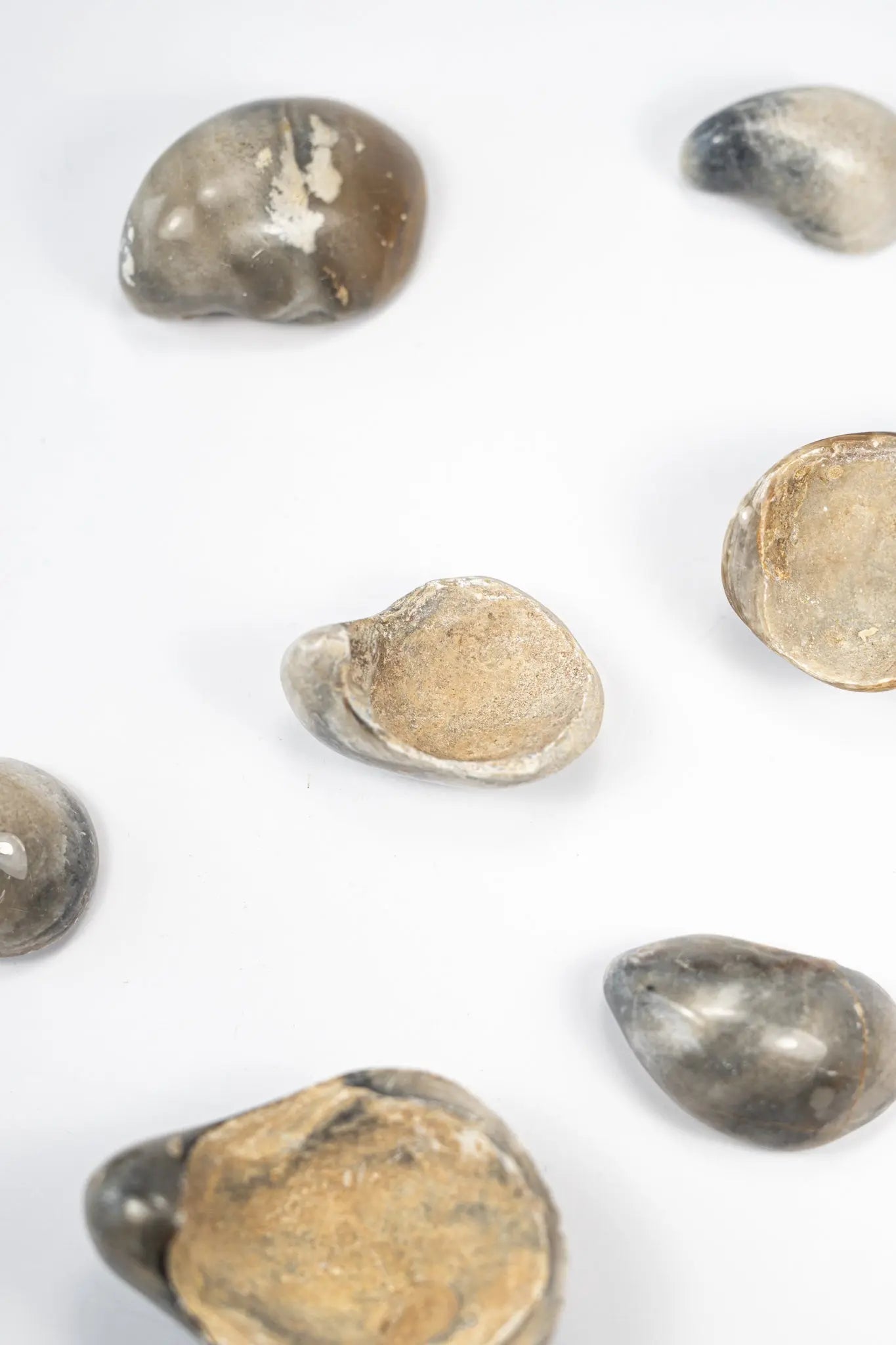 Oyster Valve Fossil - Fossil from Stemcell Science Shop