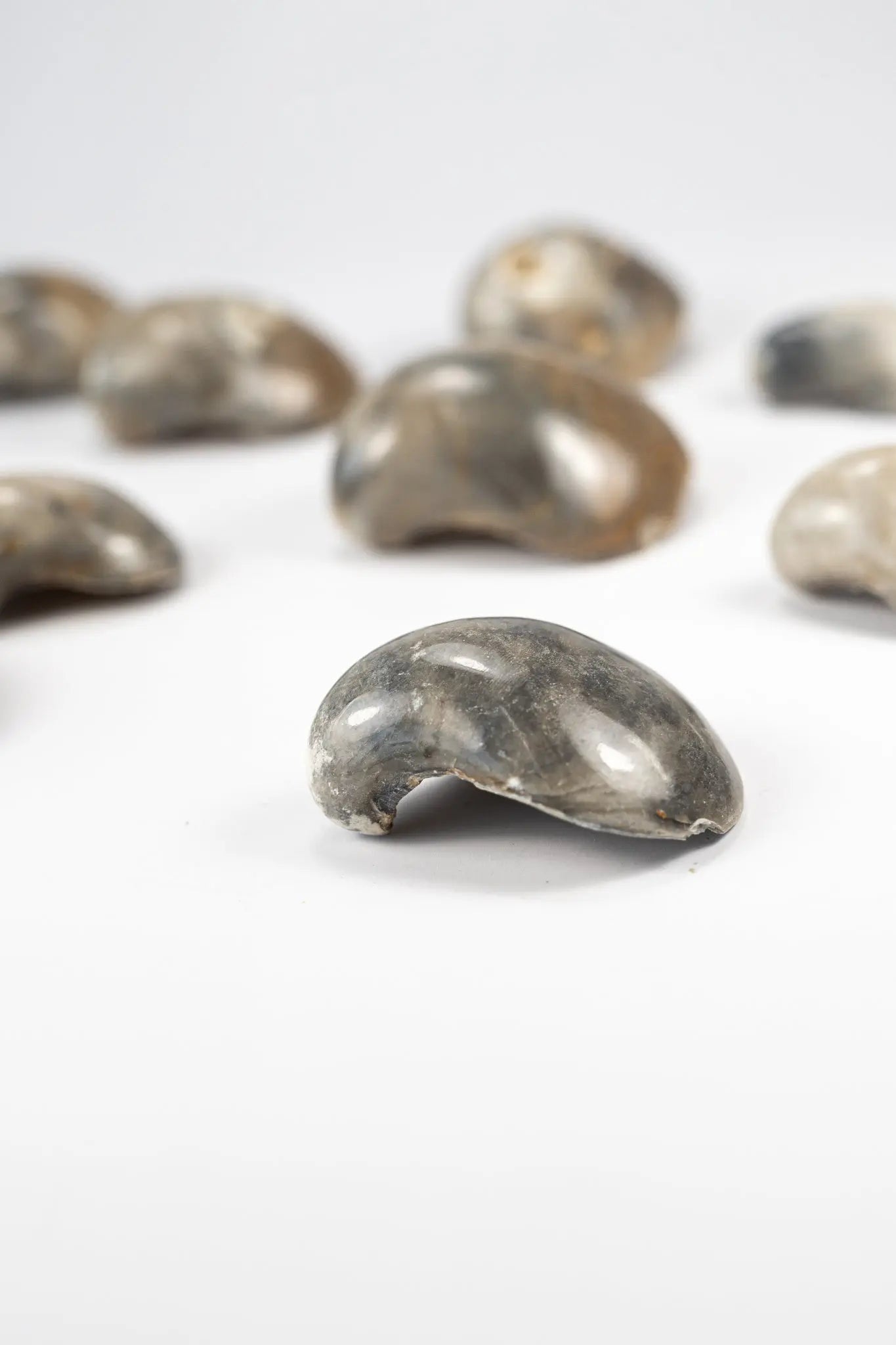 Oyster Valve Fossil - Fossil from Stemcell Science Shop