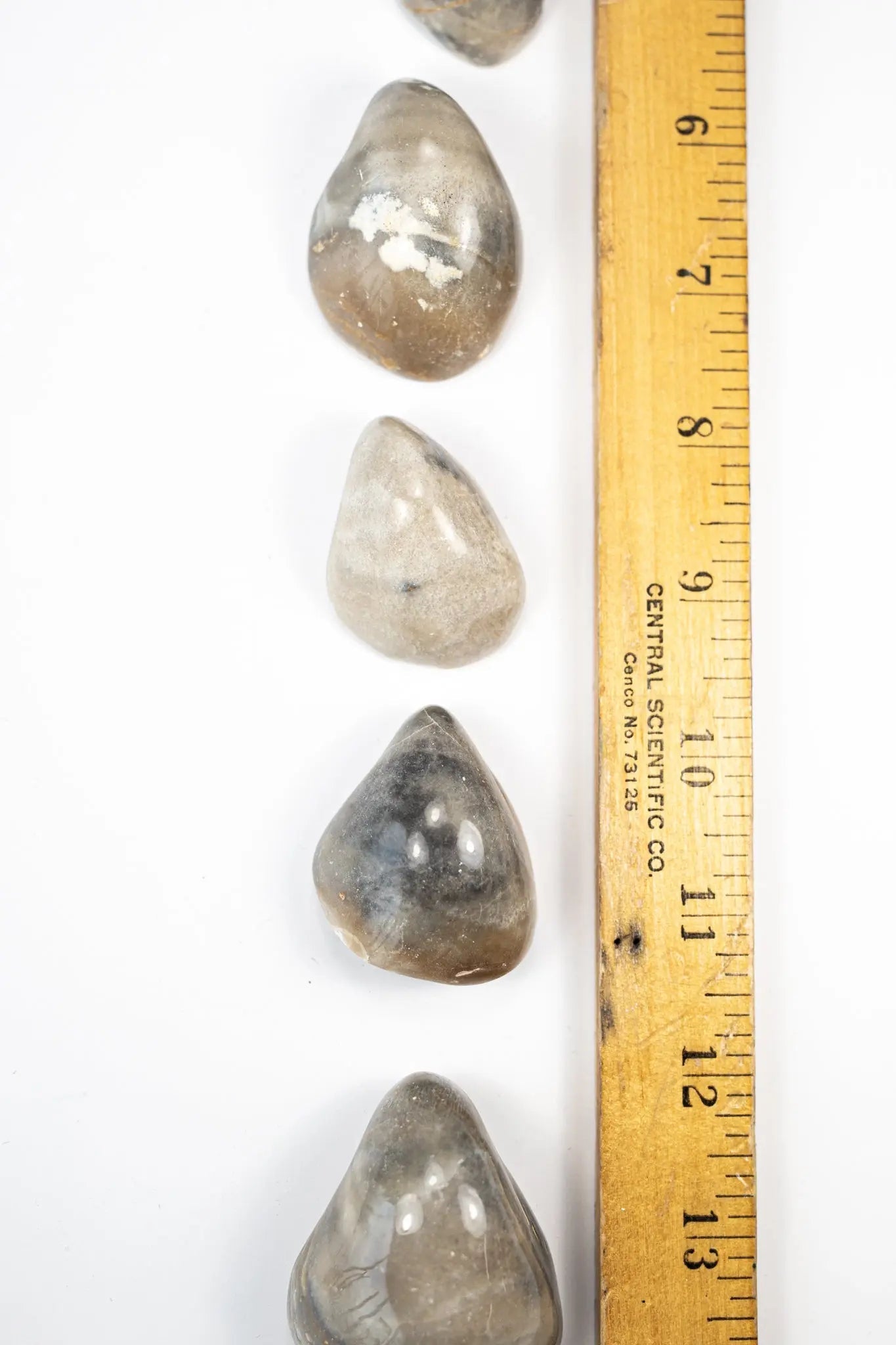 Oyster Valve Fossil - Fossil from Stemcell Science Shop