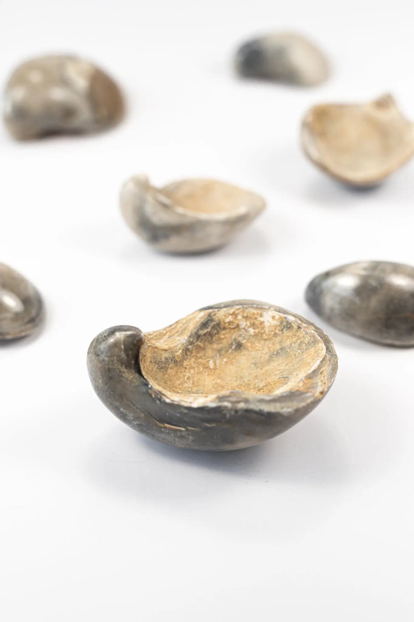 Oyster Valve Fossil - Fossil from Stemcell Science Shop