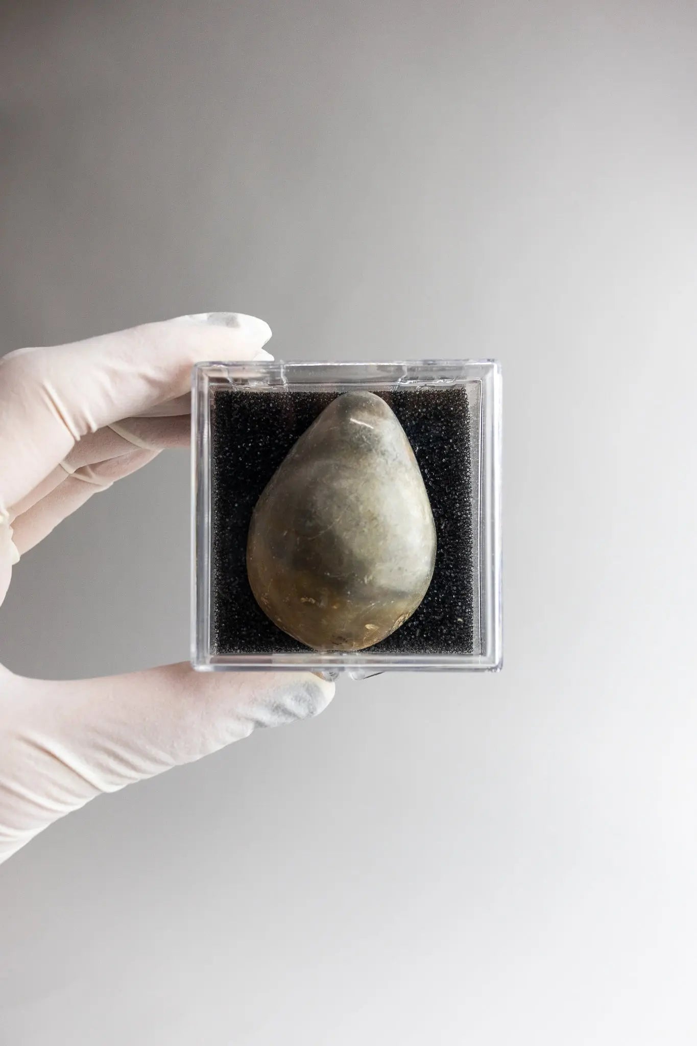 Oyster Valve Fossil - Fossil from Stemcell Science Shop