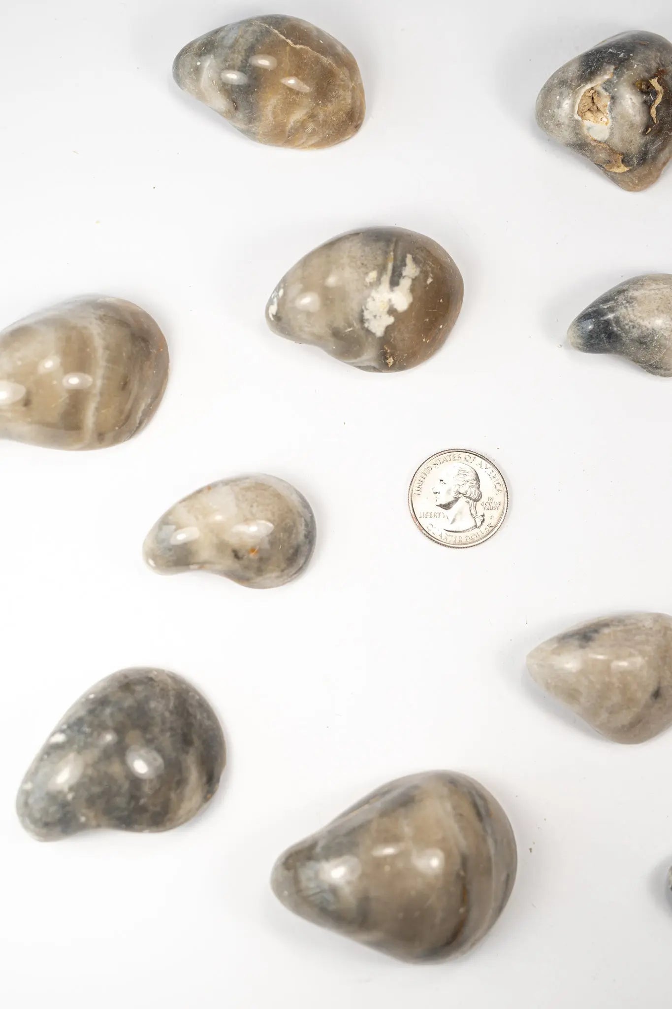 Oyster Valve Fossil - Fossil from Stemcell Science Shop