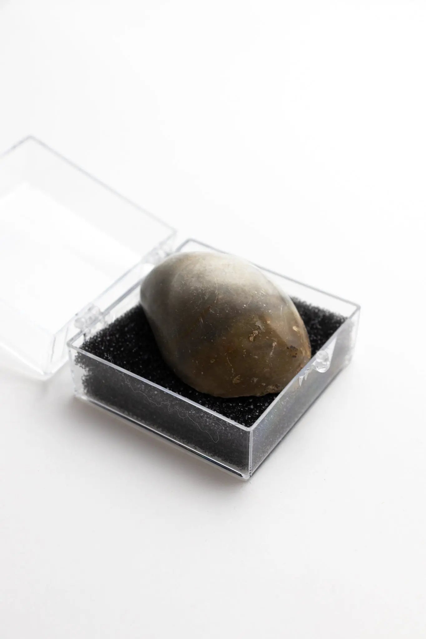 Oyster Valve Fossil - Fossil from Stemcell Science Shop