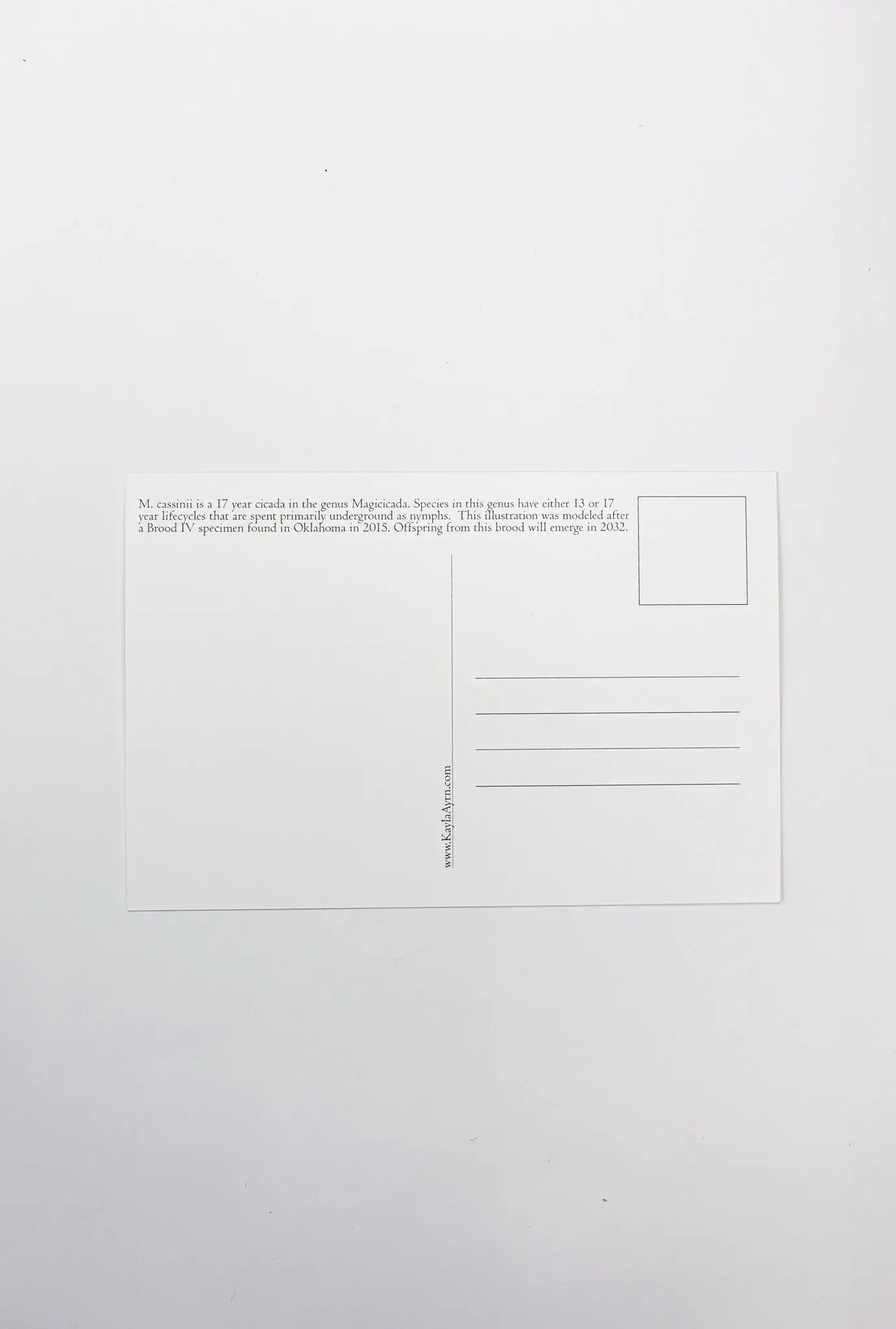 Periodical Cicada Postcard - Stationery from Stemcell Science Shop