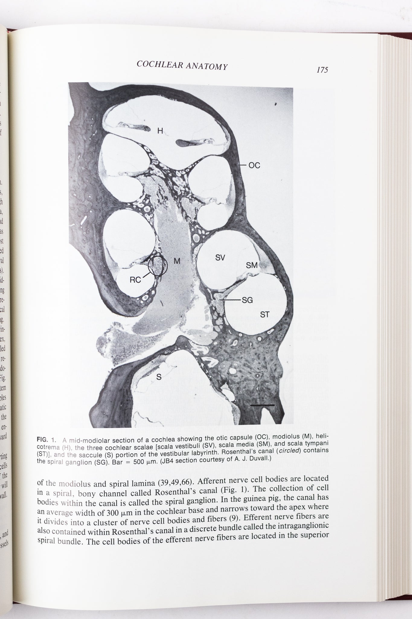 Physiology of the Ear - Books from Stemcell Science Shop
