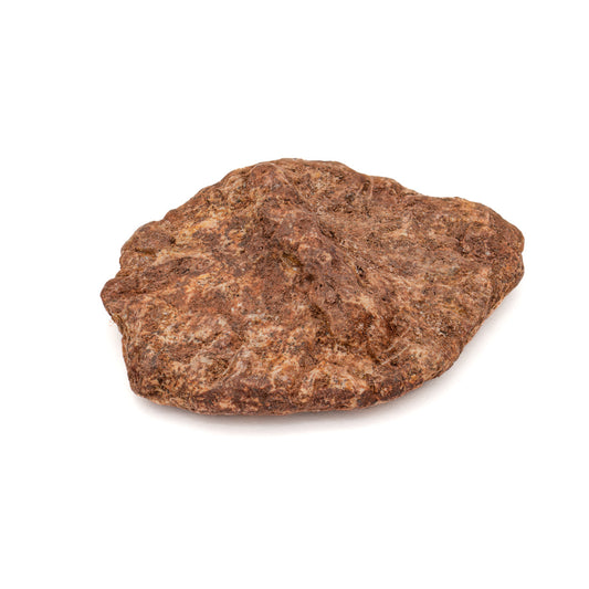 Phytosaur Scute - Classic Boxed Specimens