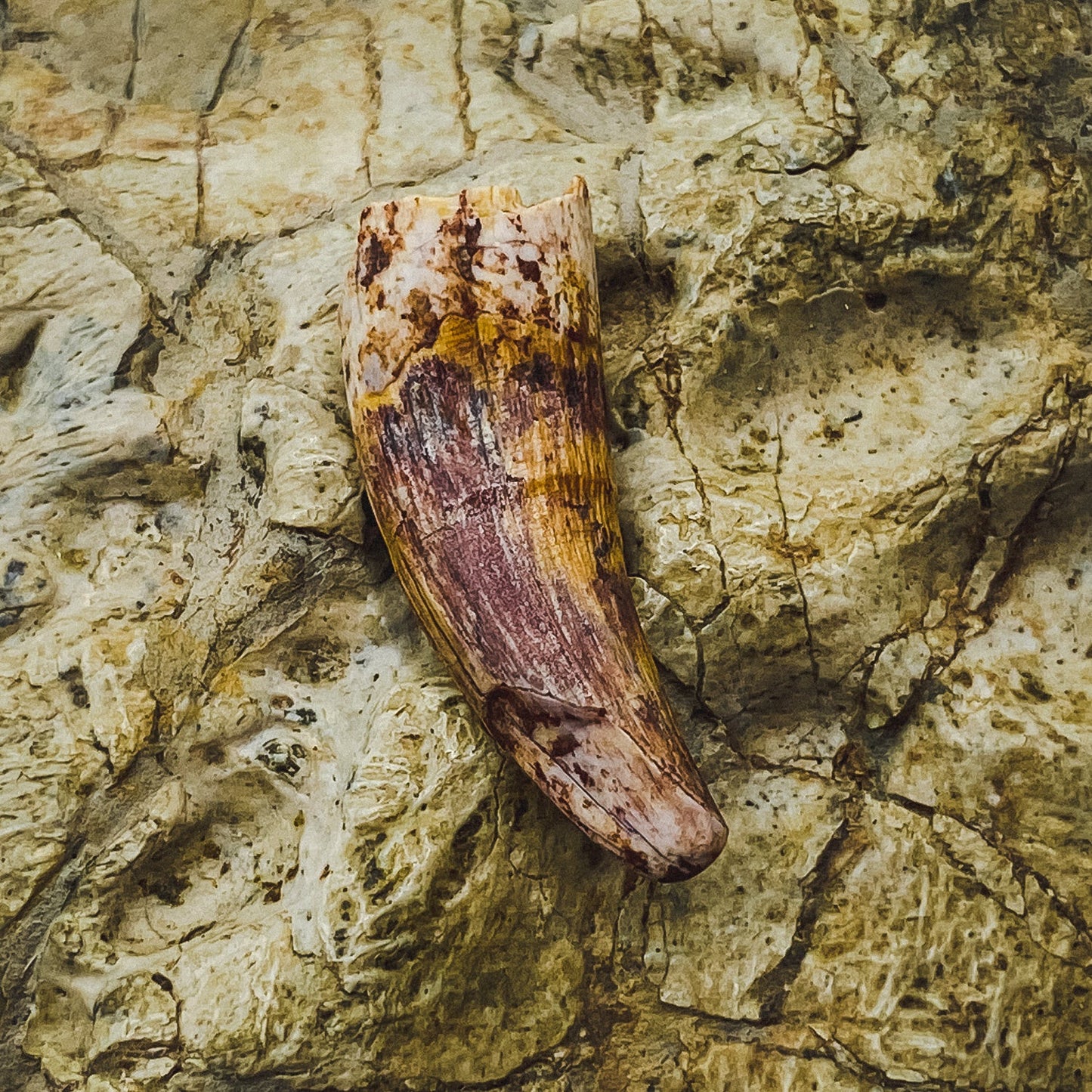 Phytosaur Teeth - Classic Riker Box Specimens