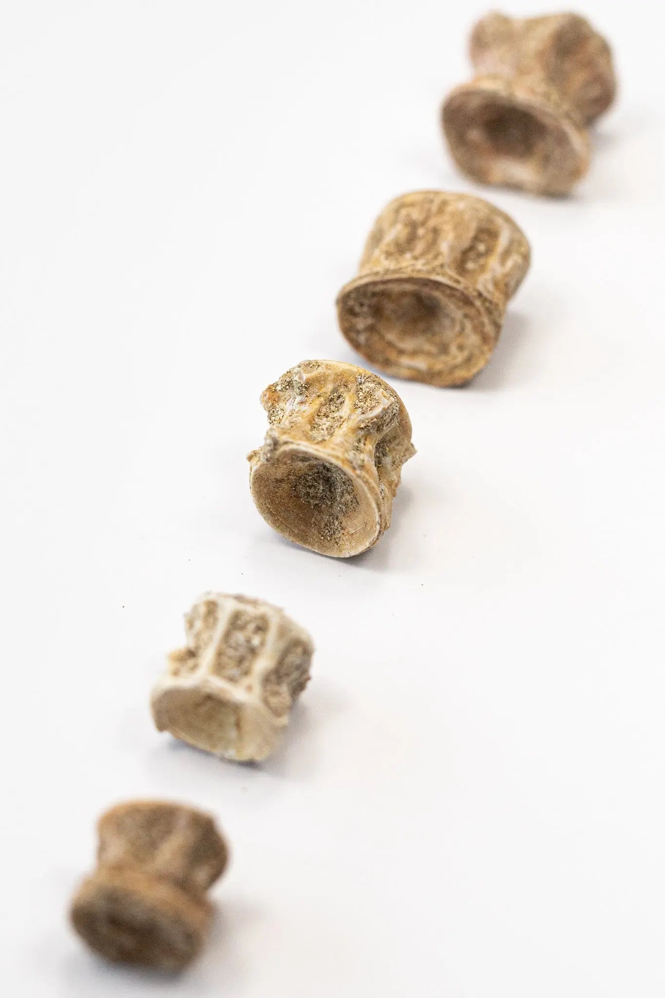 Prehistoric Shark Vertebrae Fossil - Fossil from Stemcell Science Shop