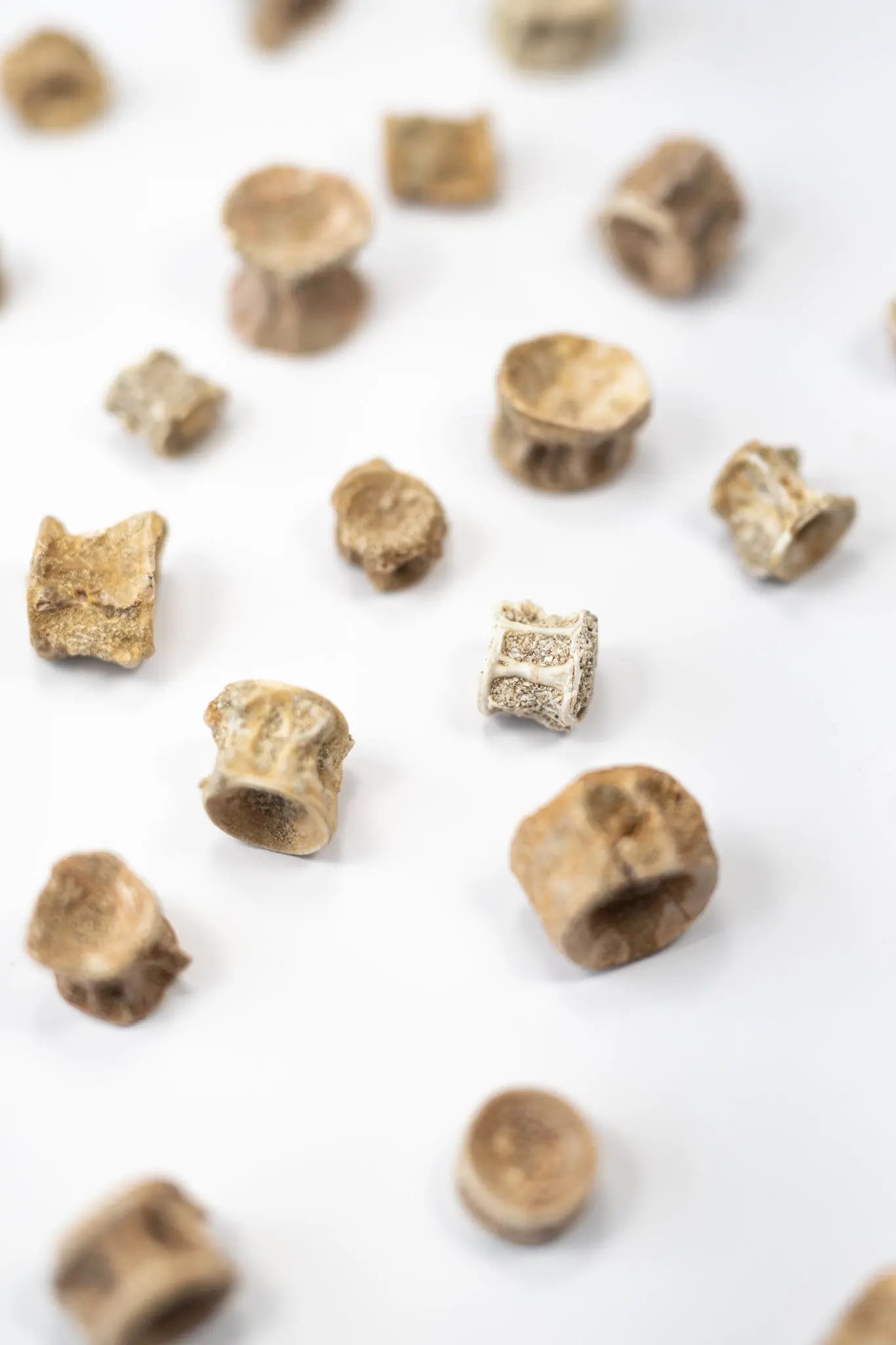 Prehistoric Shark Vertebrae Fossil - Fossil from Stemcell Science Shop
