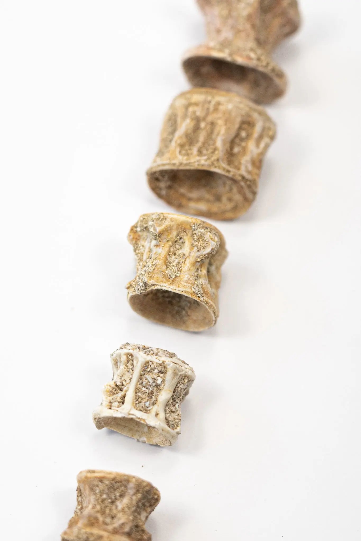 Prehistoric Shark Vertebrae Fossil - Fossil from Stemcell Science Shop