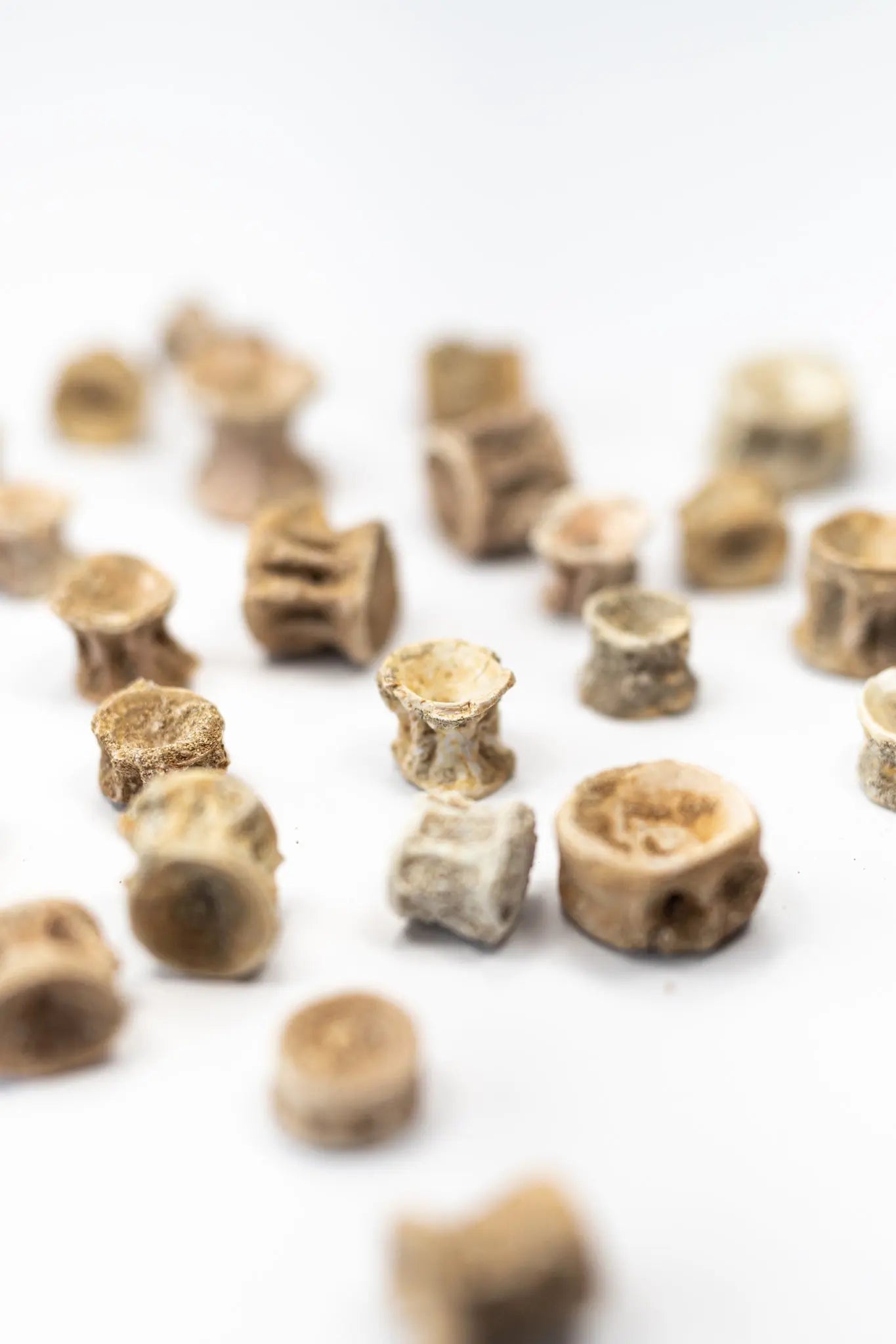 Prehistoric Shark Vertebrae Fossil - Fossil from Stemcell Science Shop