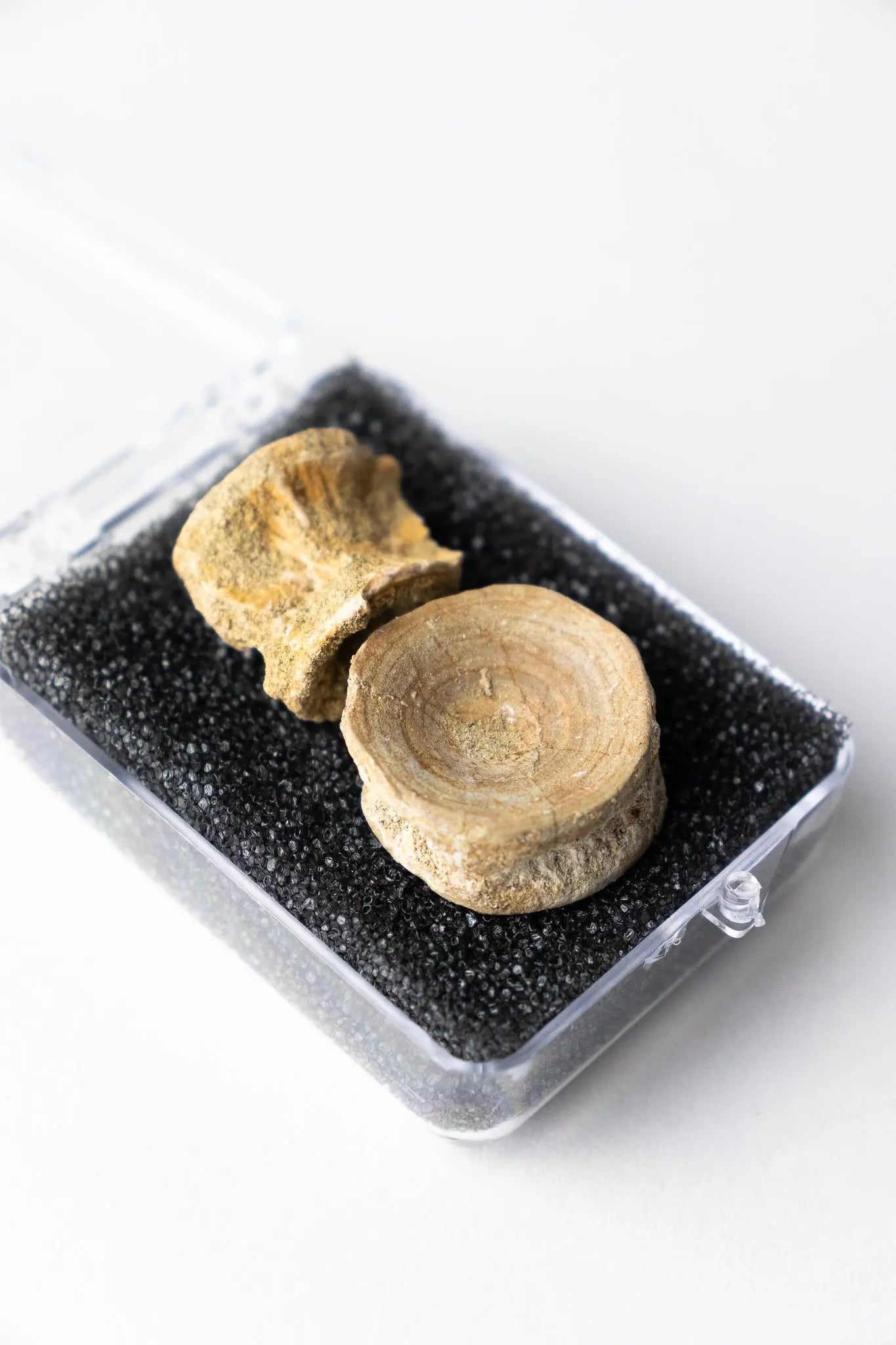 Prehistoric Shark Vertebrae Fossil - Fossil from Stemcell Science Shop