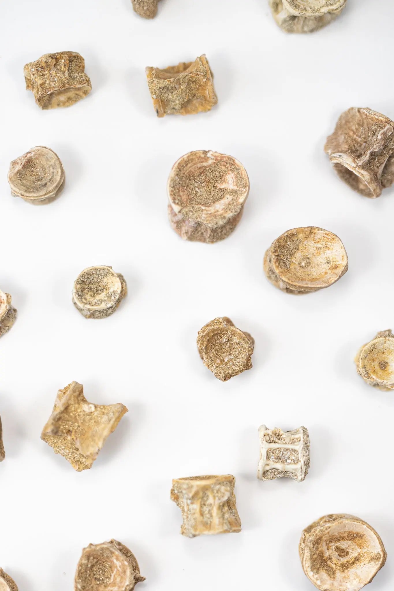 Prehistoric Shark Vertebrae Fossil - Fossil from Stemcell Science Shop