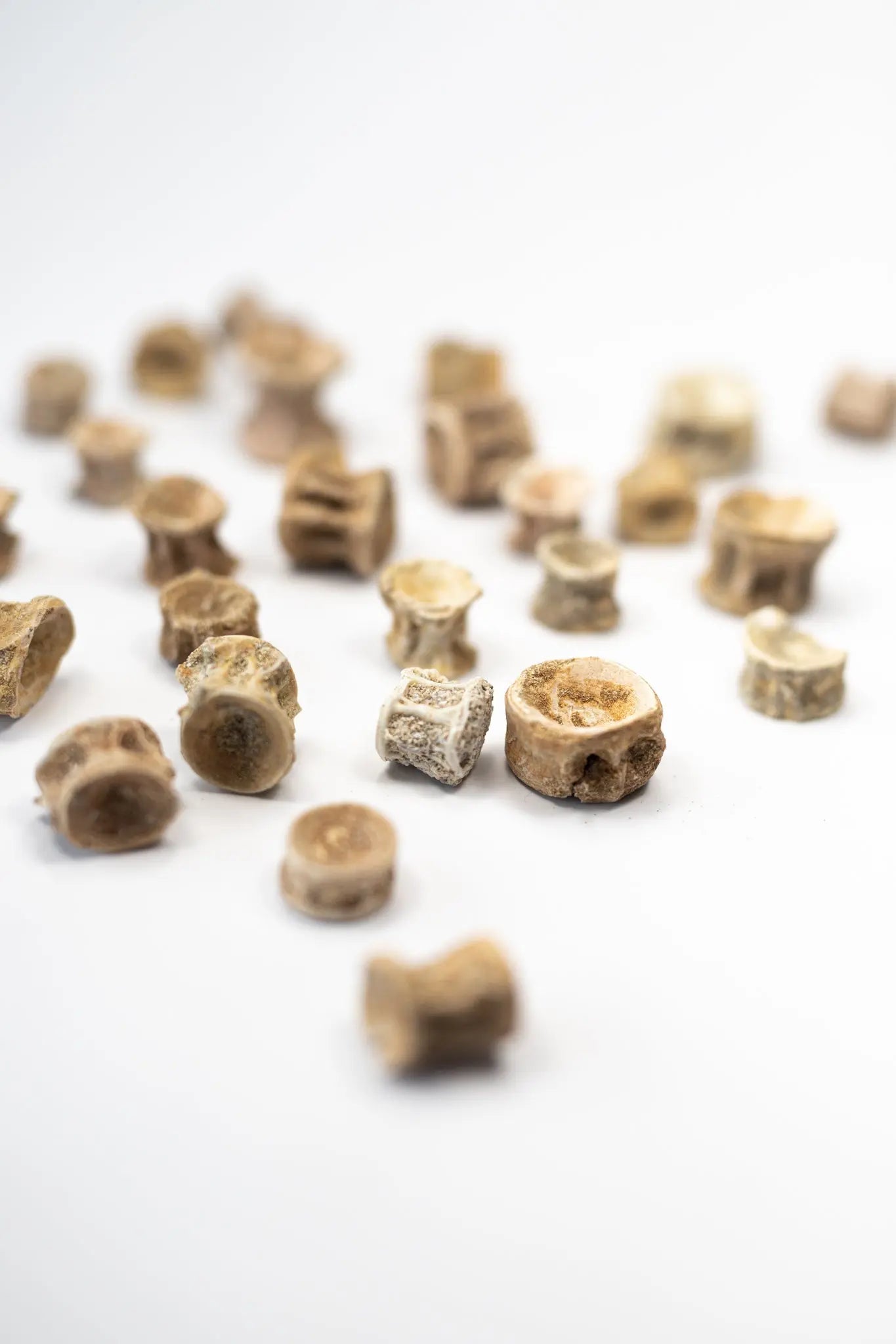 Prehistoric Shark Vertebrae Fossil - Fossil from Stemcell Science Shop