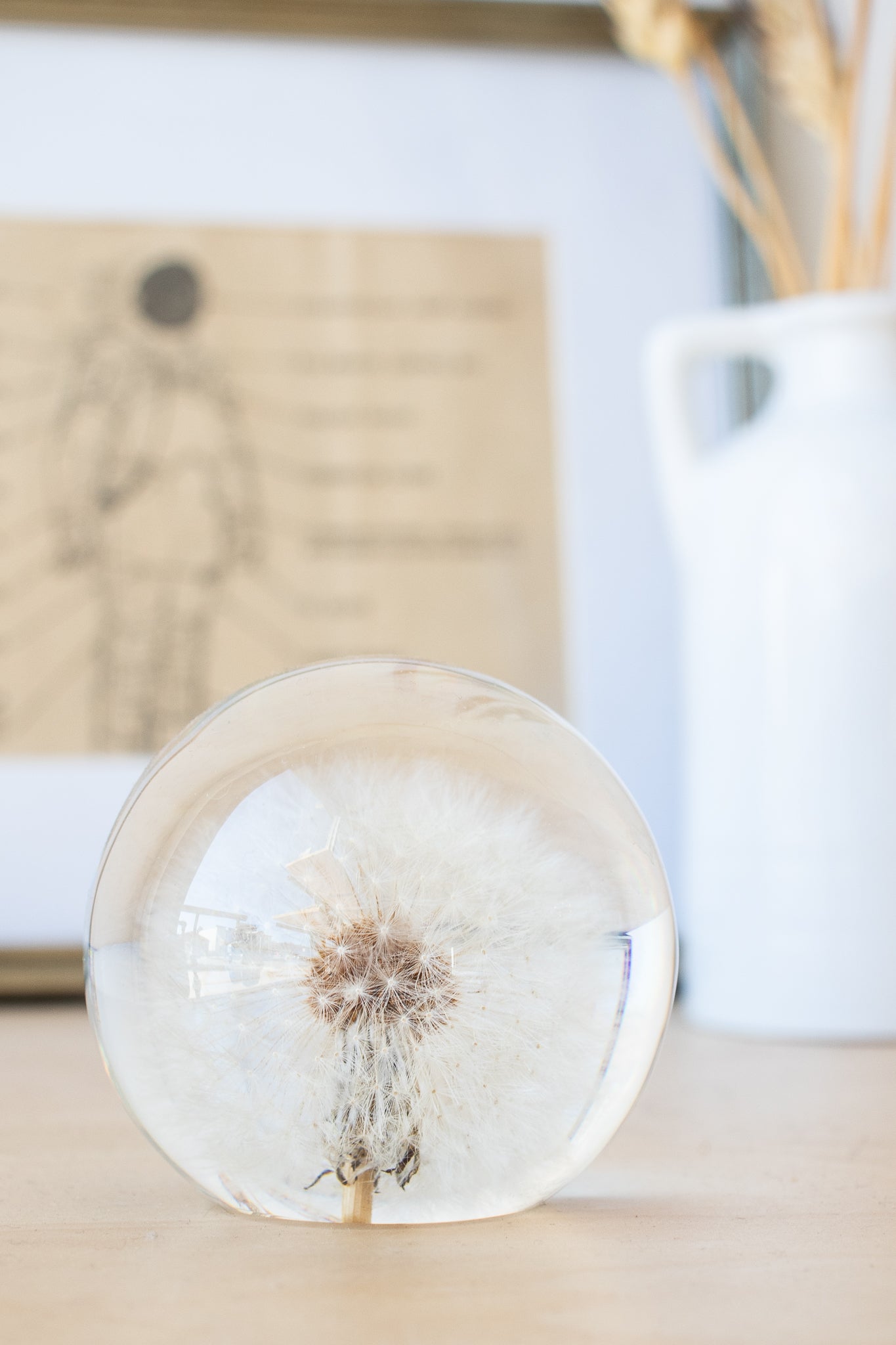 Preserved Dandelion - Natural Specimen from Stemcell Science Shop