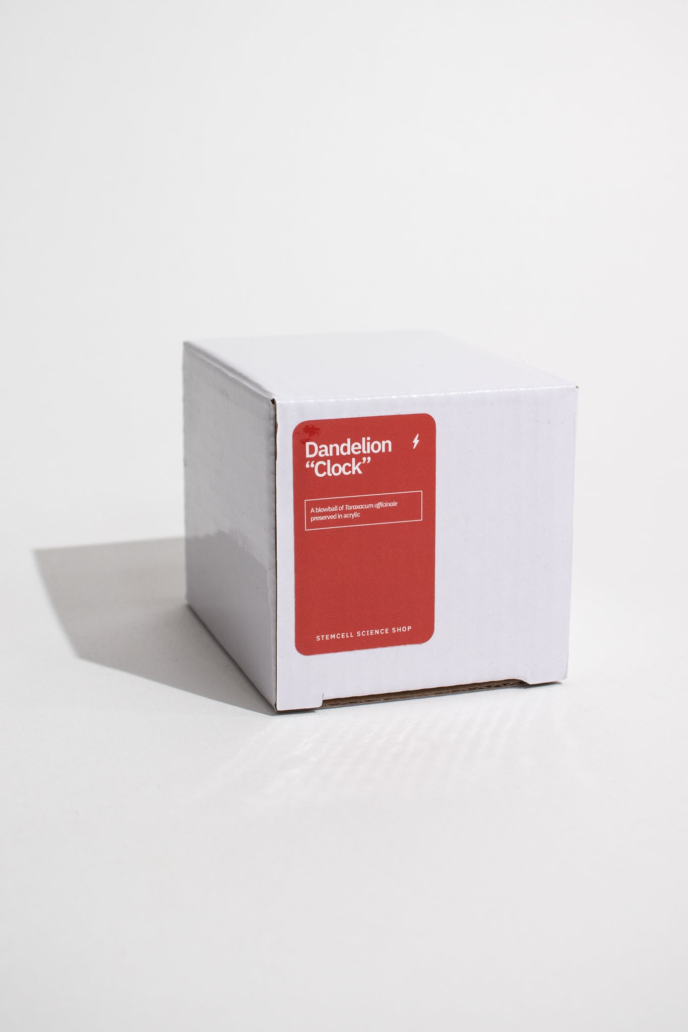 Preserved Dandelion - Natural Specimen from Stemcell Science Shop