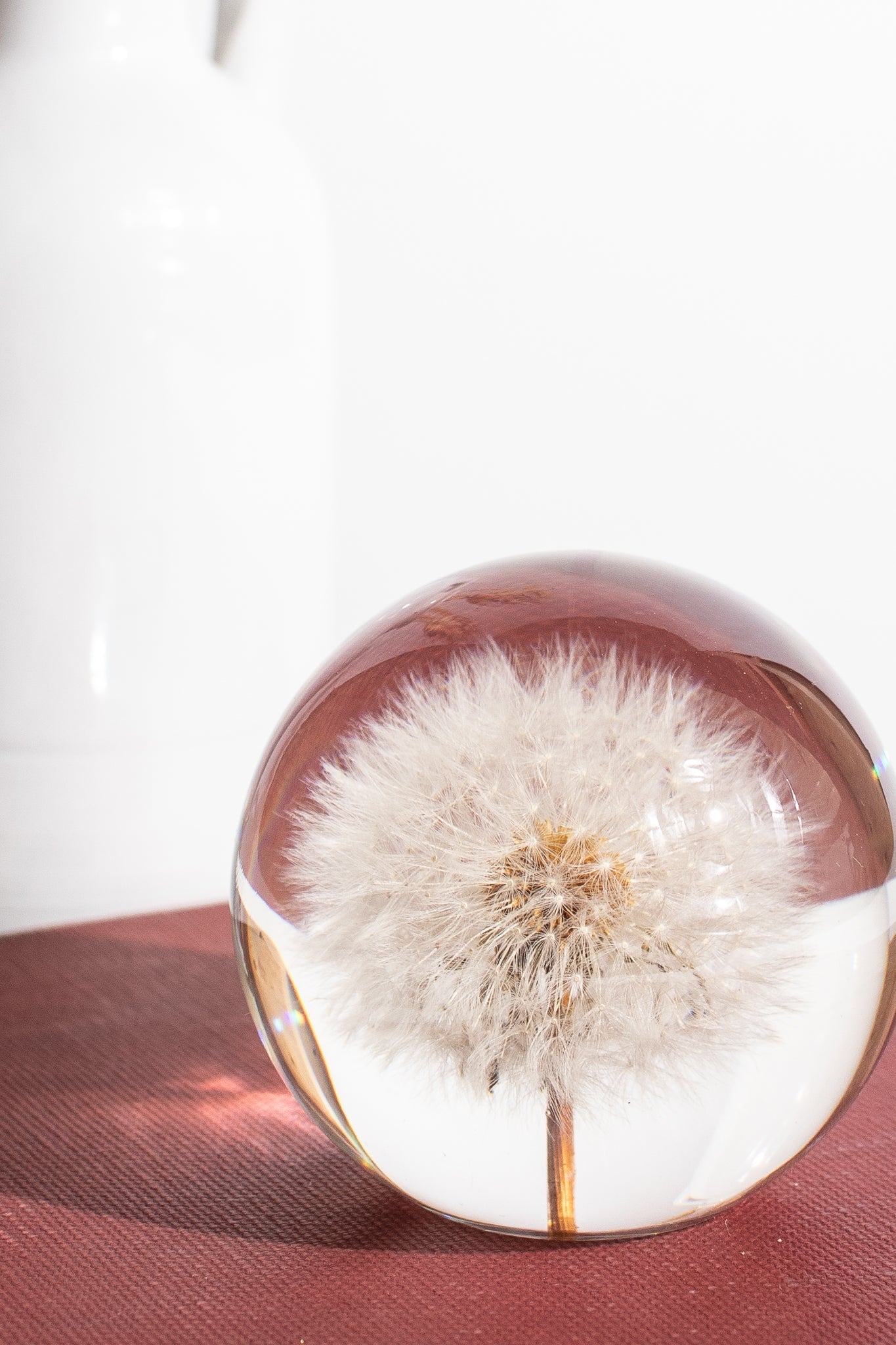 Preserved Dandelion - Natural Specimen from Stemcell Science Shop