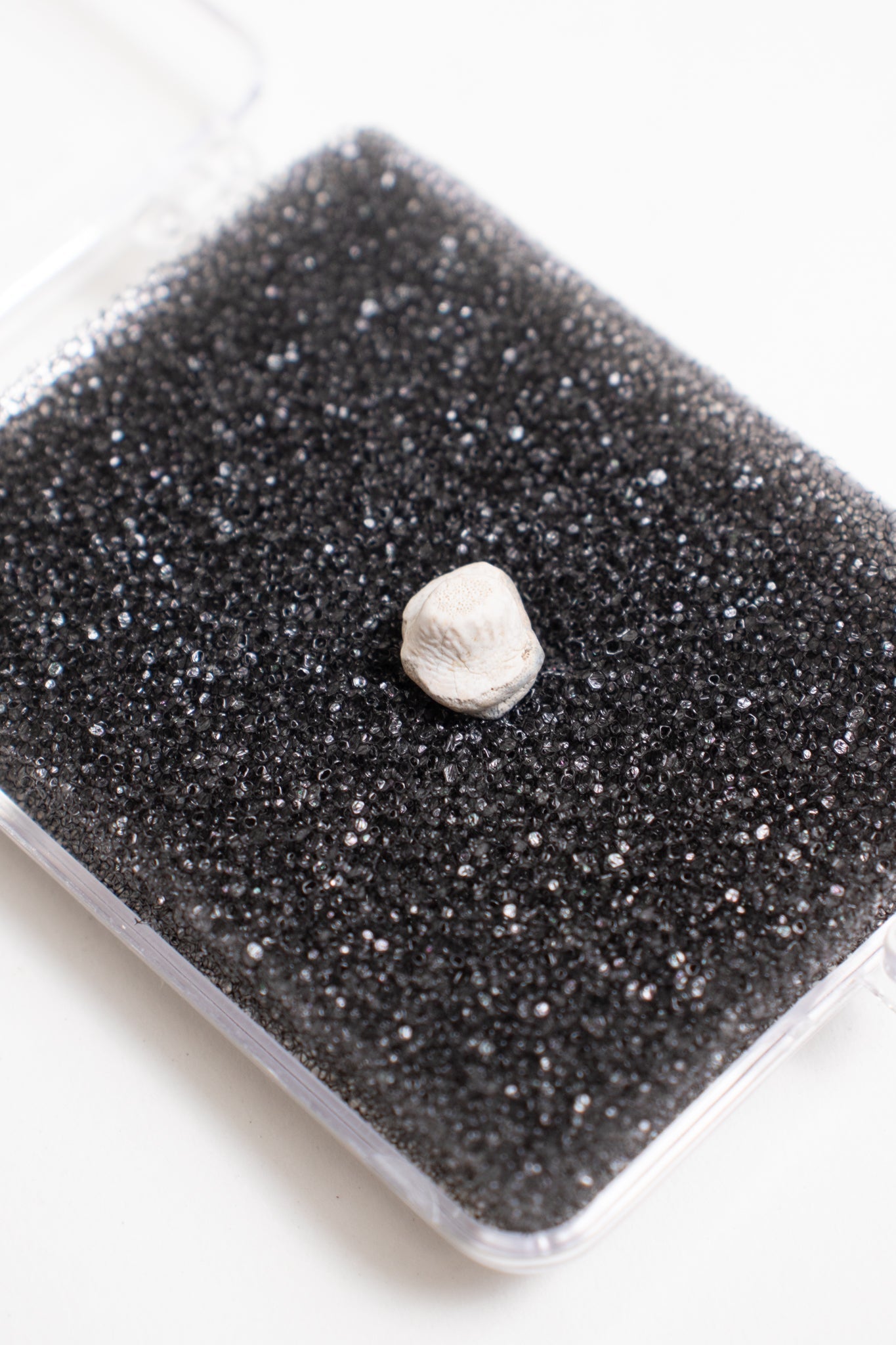 Ptychodus Tooth - Fossil from Stemcell Science Shop