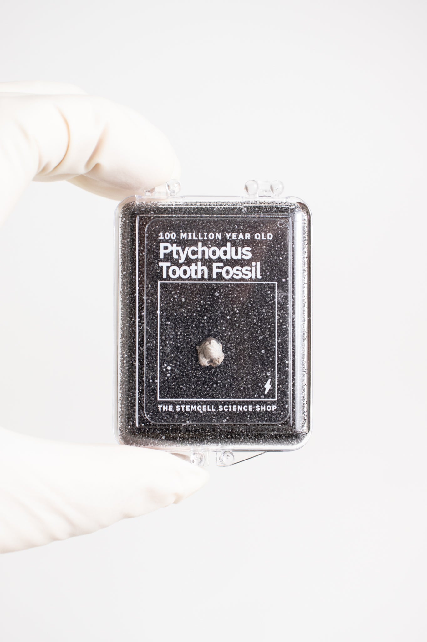 Ptychodus Tooth - Fossil from Stemcell Science Shop