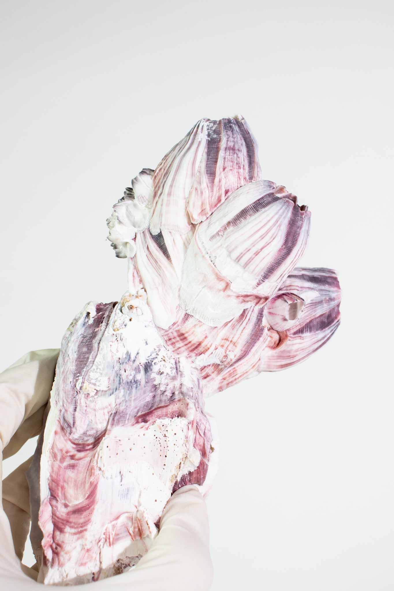 Purple Barnacle Specimen - Natural Specimen from Stemcell Science Shop