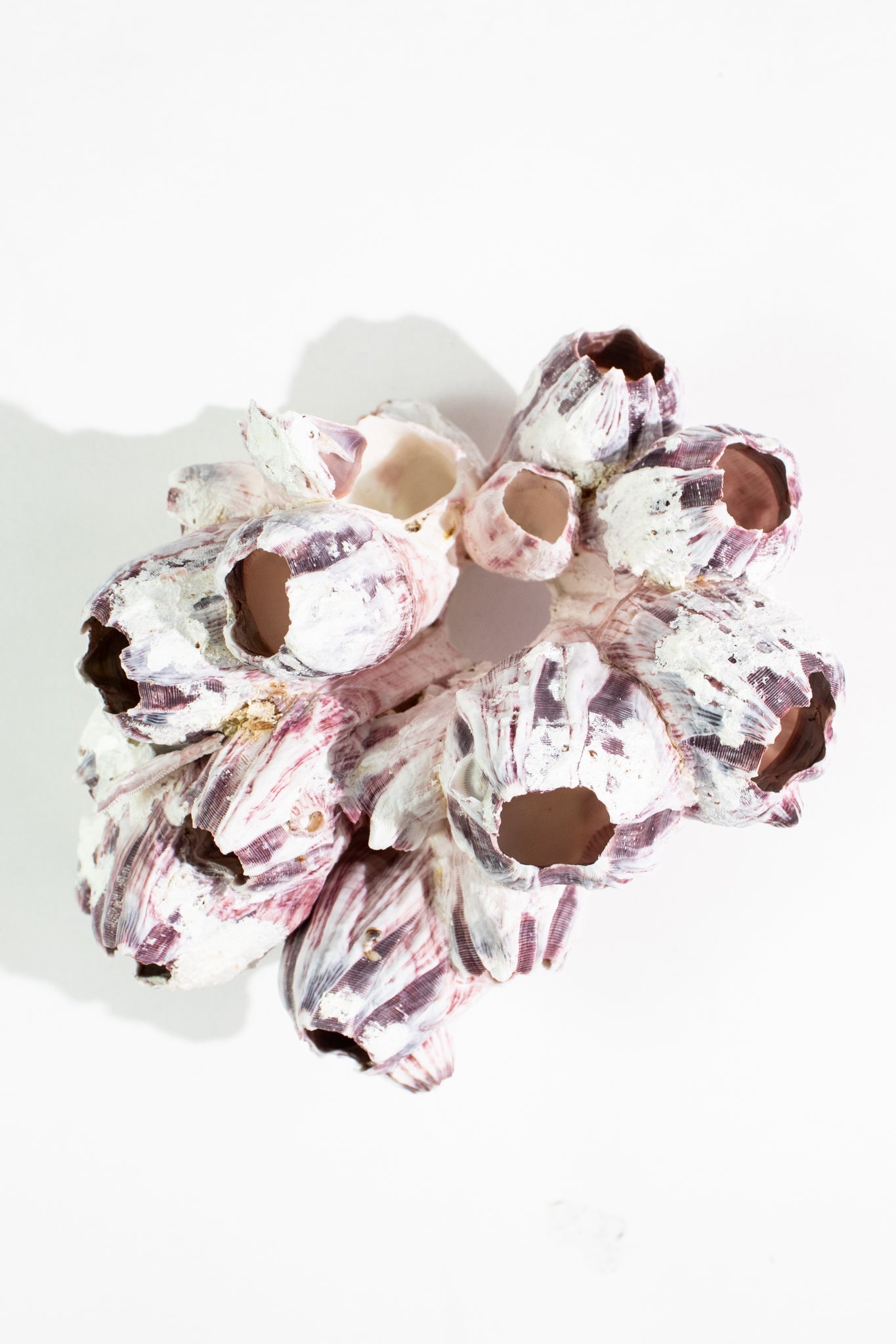 Purple Barnacle Specimen - Natural Specimen from Stemcell Science Shop