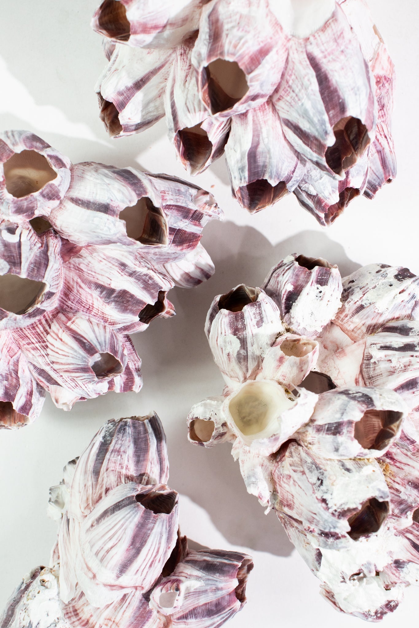 Purple Barnacle Specimen - Natural Specimen from Stemcell Science Shop