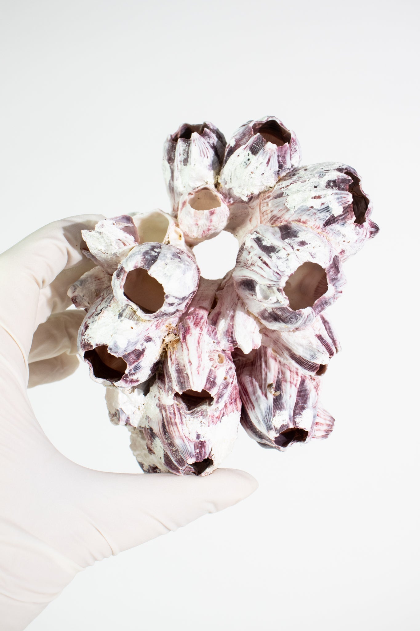 Purple Barnacle Specimen - Natural Specimen from Stemcell Science Shop
