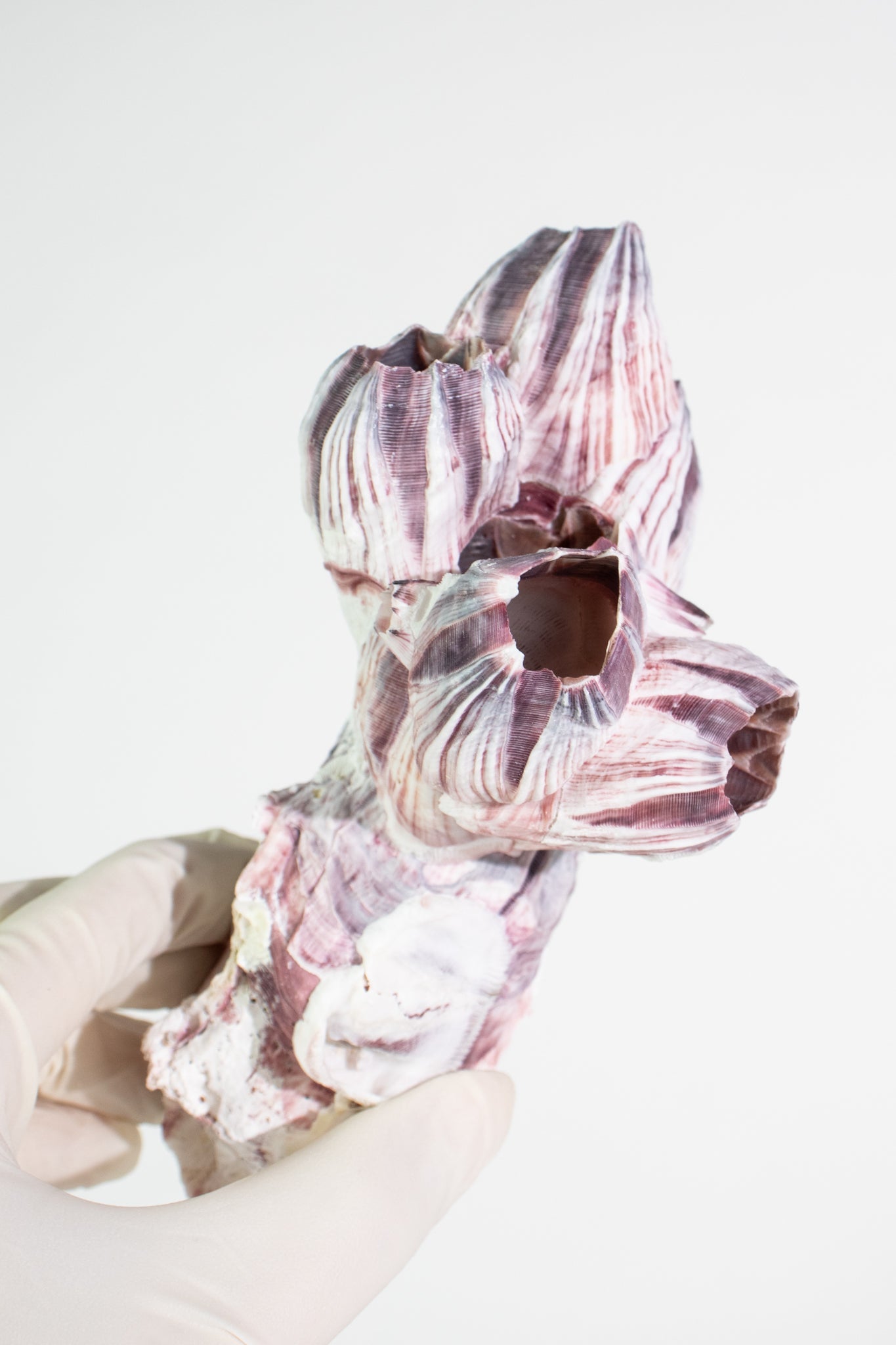 Purple Barnacle Specimen - Natural Specimen from Stemcell Science Shop