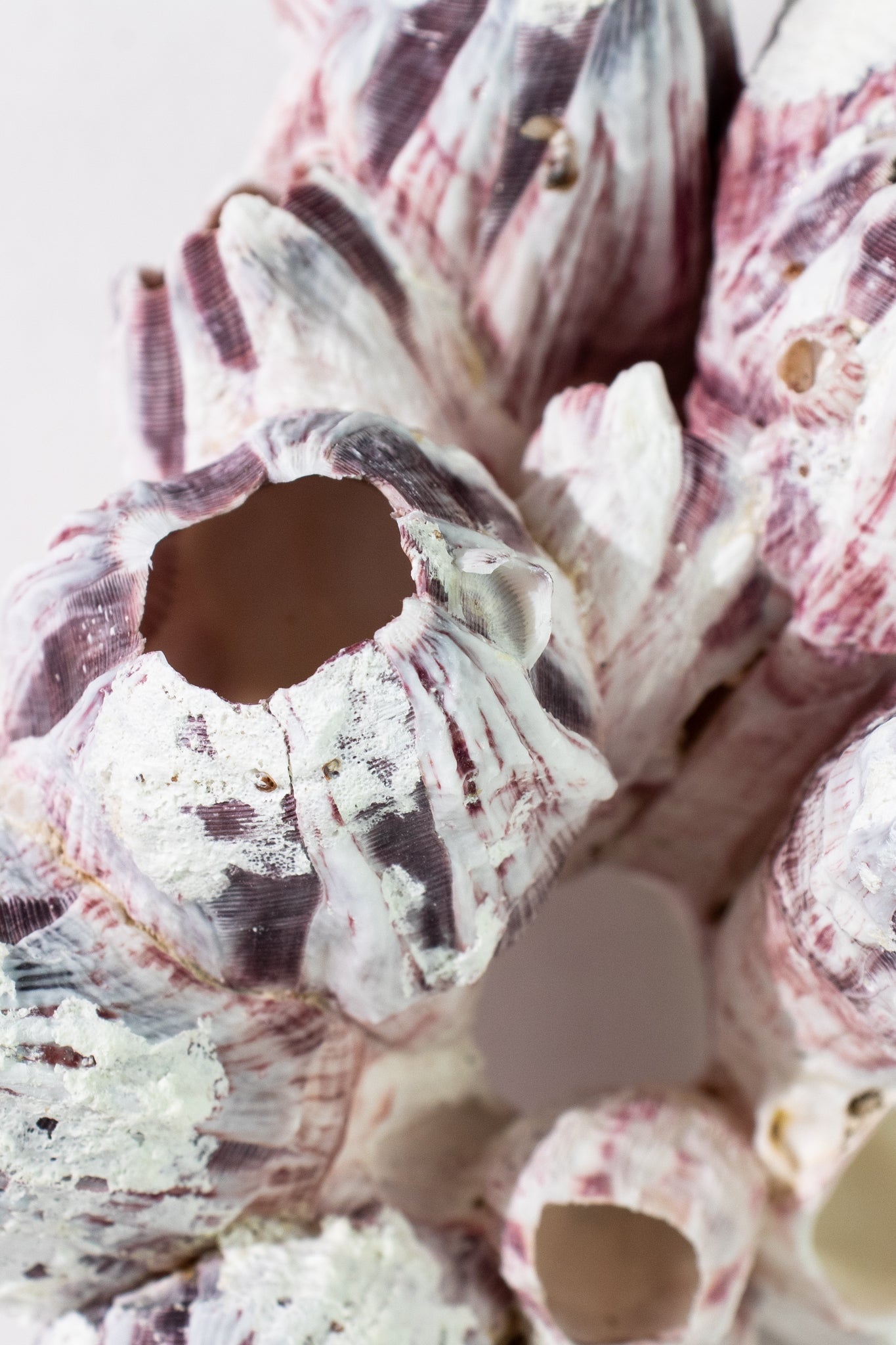 Purple Barnacle Specimen - Natural Specimen from Stemcell Science Shop