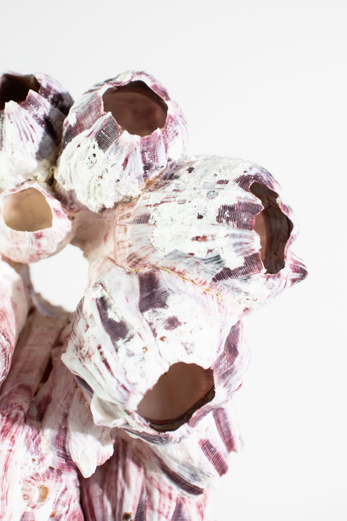 Purple Barnacle Specimen - Natural Specimen from Stemcell Science Shop