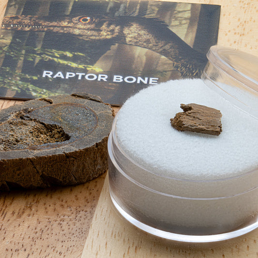 Raptor Bone
