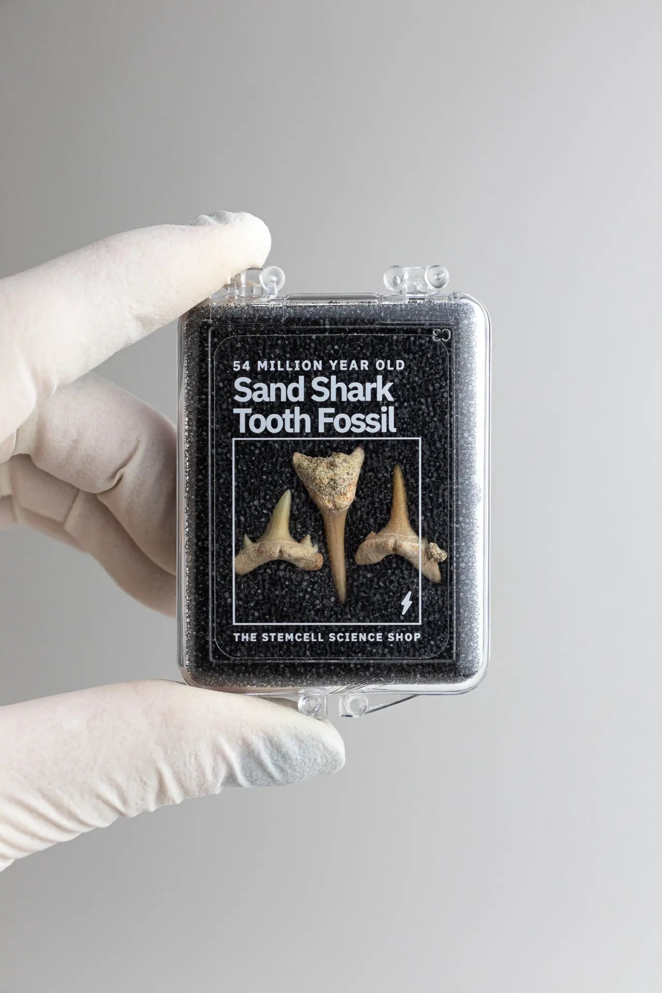 Sand Shark Tooth Fossil - Fossil from Stemcell Science Shop