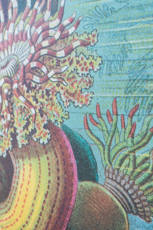 Sea Anemones Chart - Charts from Stemcell Science Shop