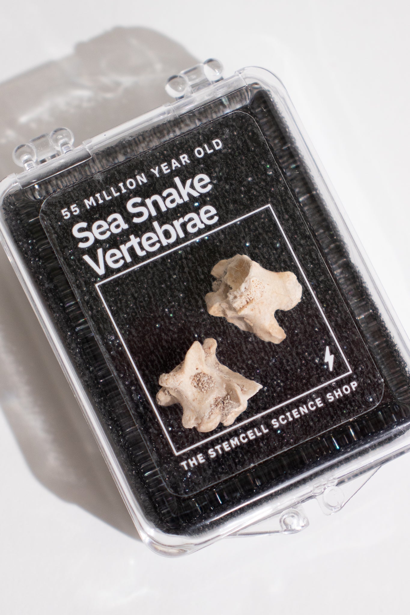 Sea Snake Vertebrae Fossil - Fossil from Stemcell Science Shop