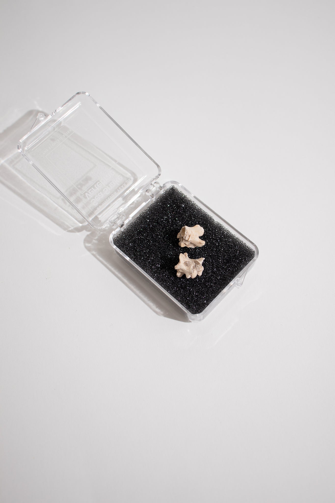 Sea Snake Vertebrae Fossil - Fossil from Stemcell Science Shop