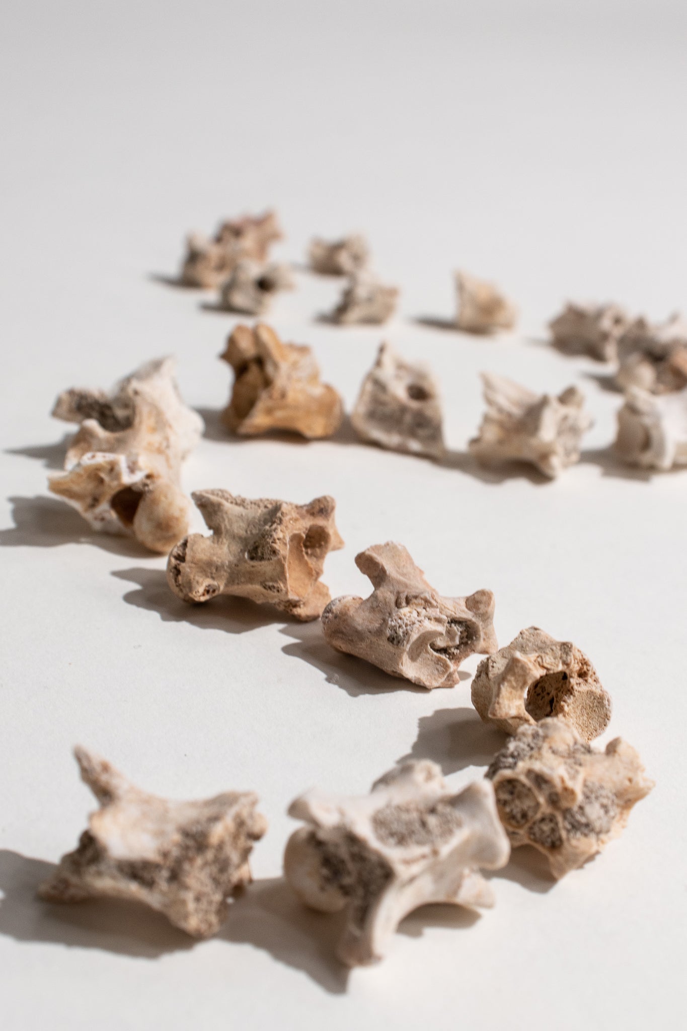 Sea Snake Vertebrae Fossil - Fossil from Stemcell Science Shop