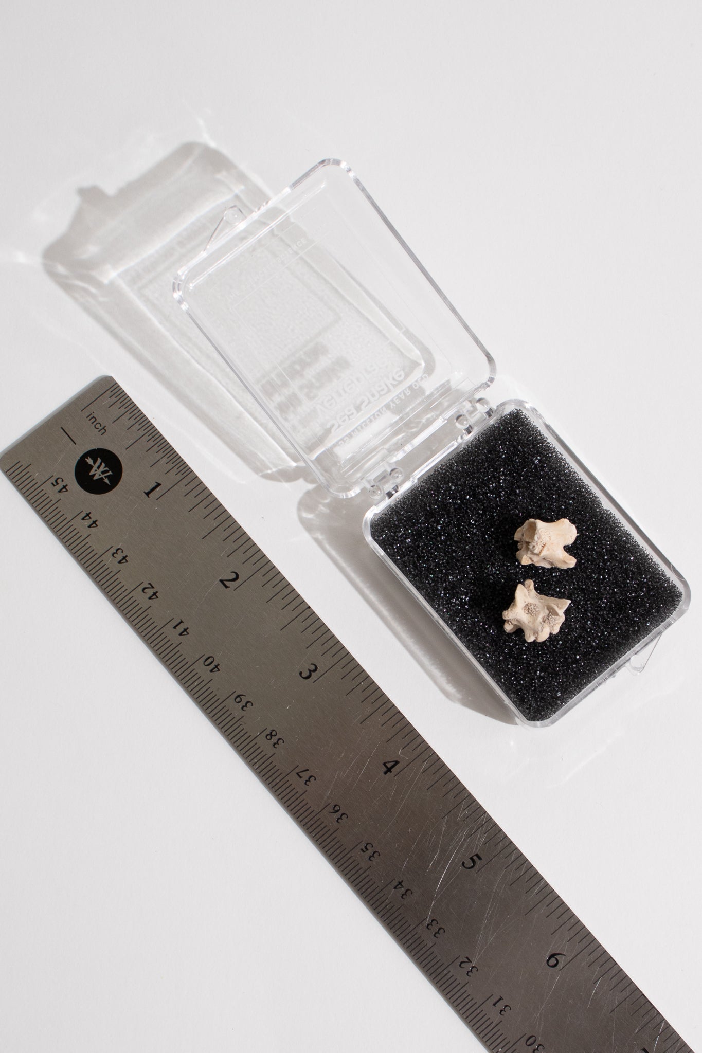 Sea Snake Vertebrae Fossil - Fossil from Stemcell Science Shop