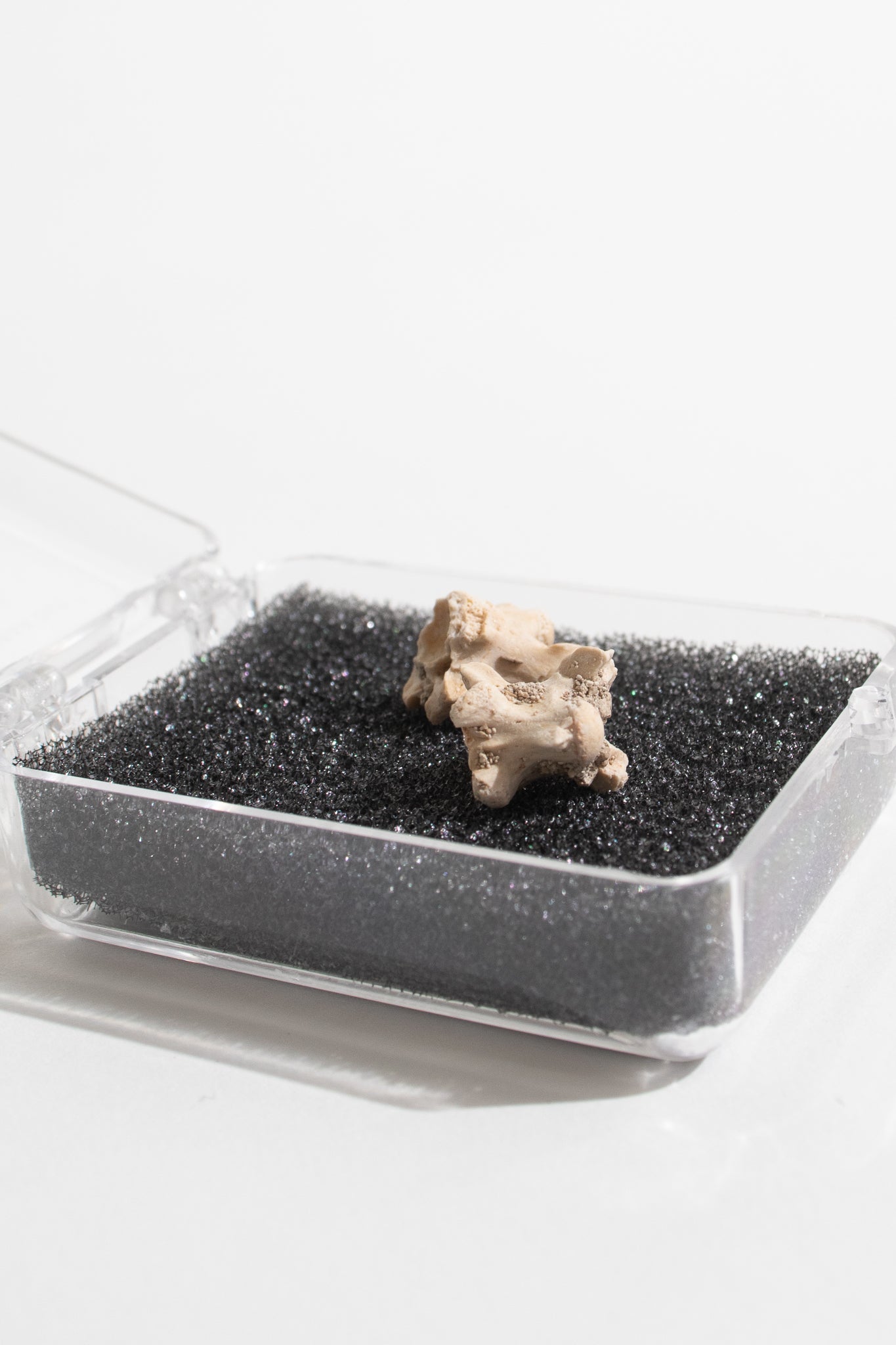 Sea Snake Vertebrae Fossil - Fossil from Stemcell Science Shop