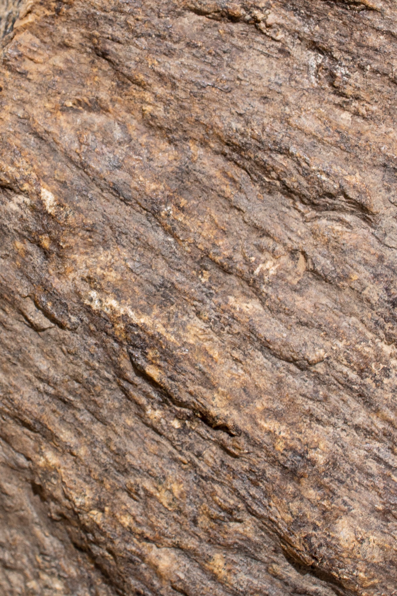 Shatter Cone - Rocks & Minerals from Stemcell Science Shop