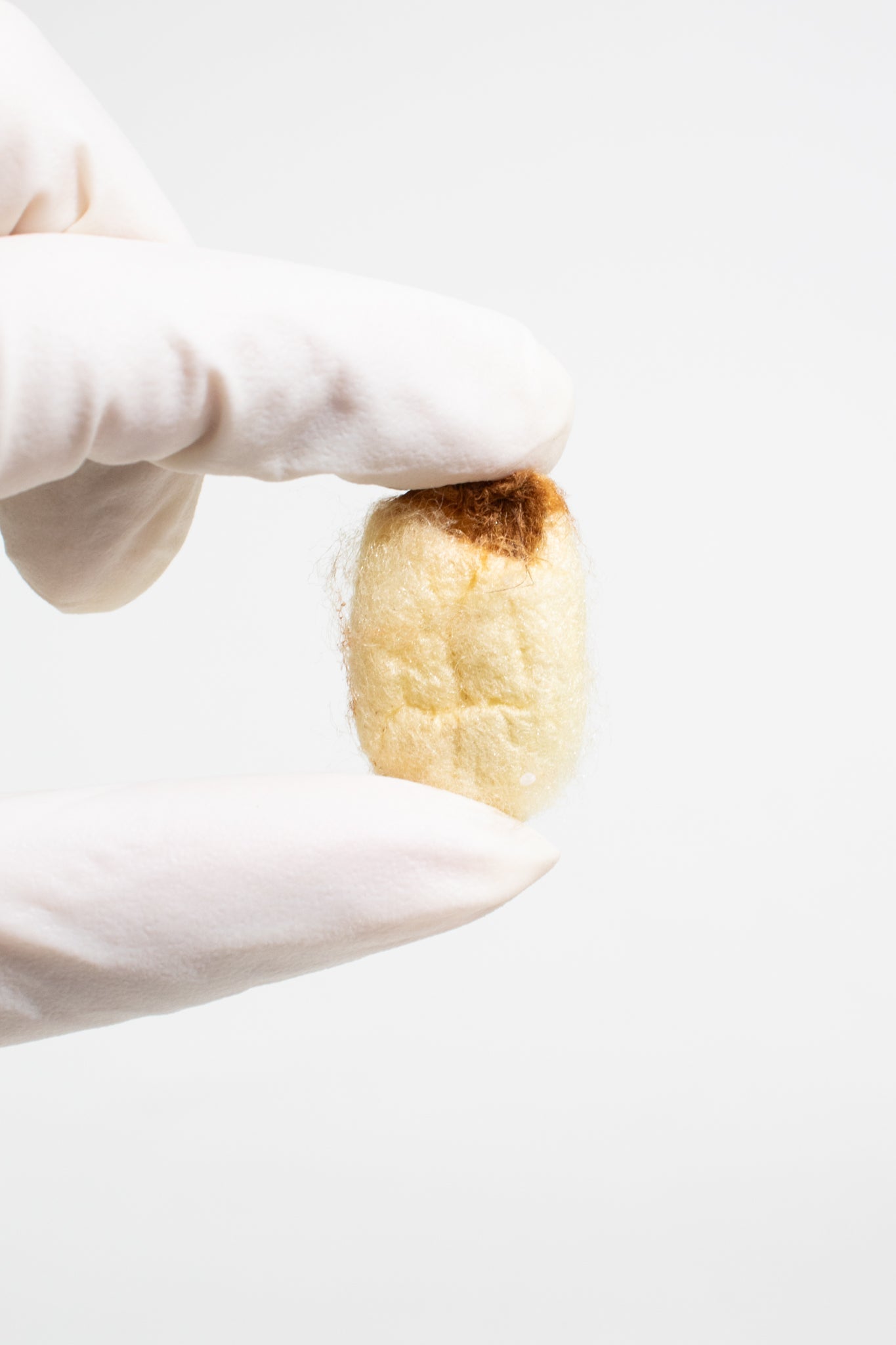 Silkworm Cocoons - Natural Specimen from Stemcell Science Shop