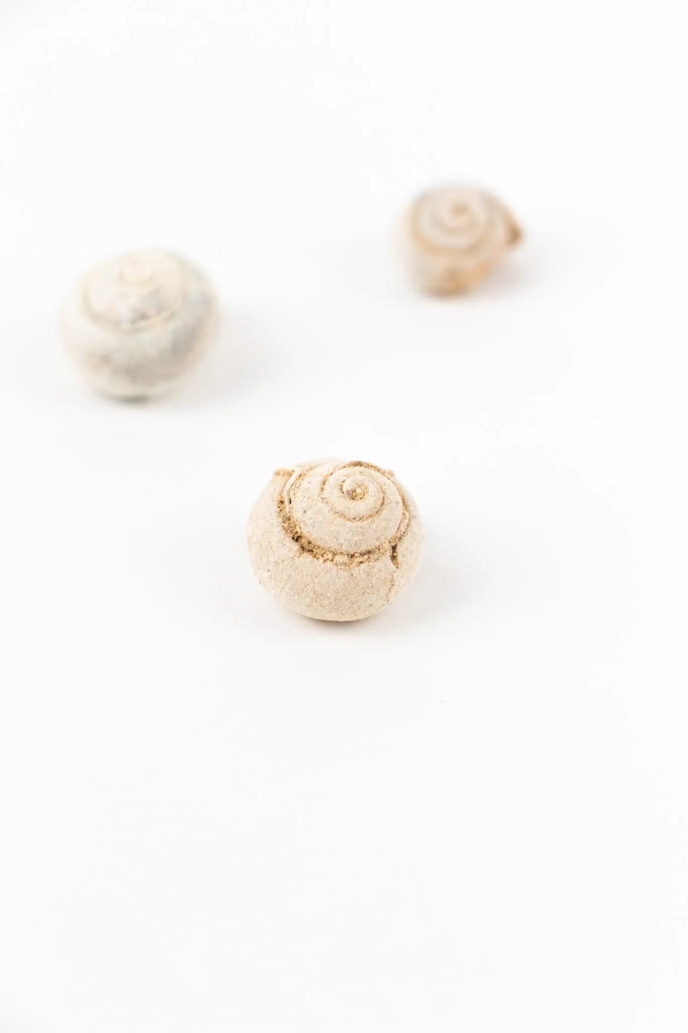 Spiral Gastropod - Fossil from Stemcell Science Shop