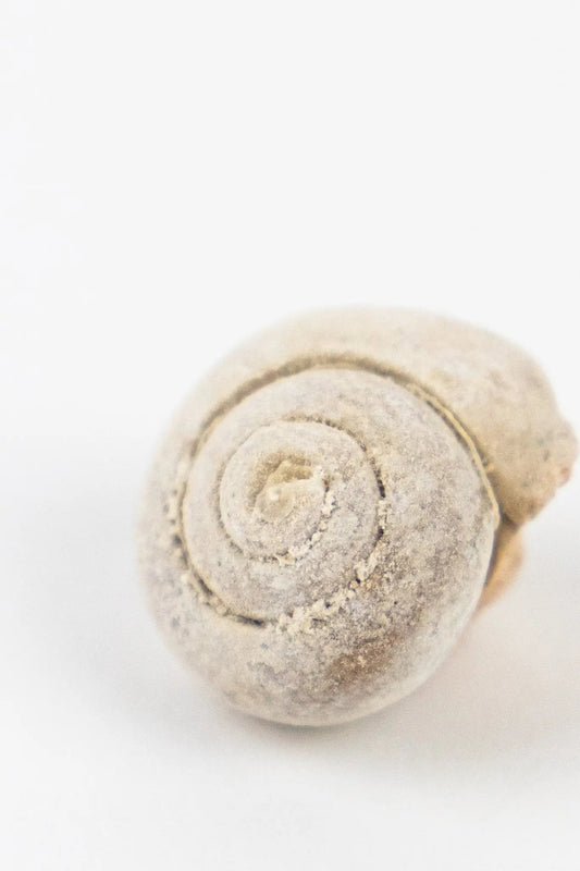 Spiral Gastropod - Fossil from Stemcell Science Shop