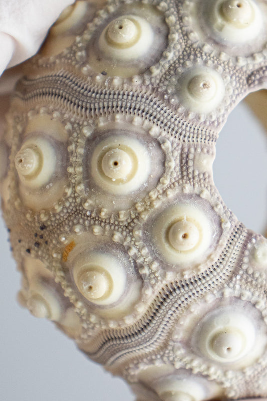 Sputnik Urchin - from Stemcell Science Shop