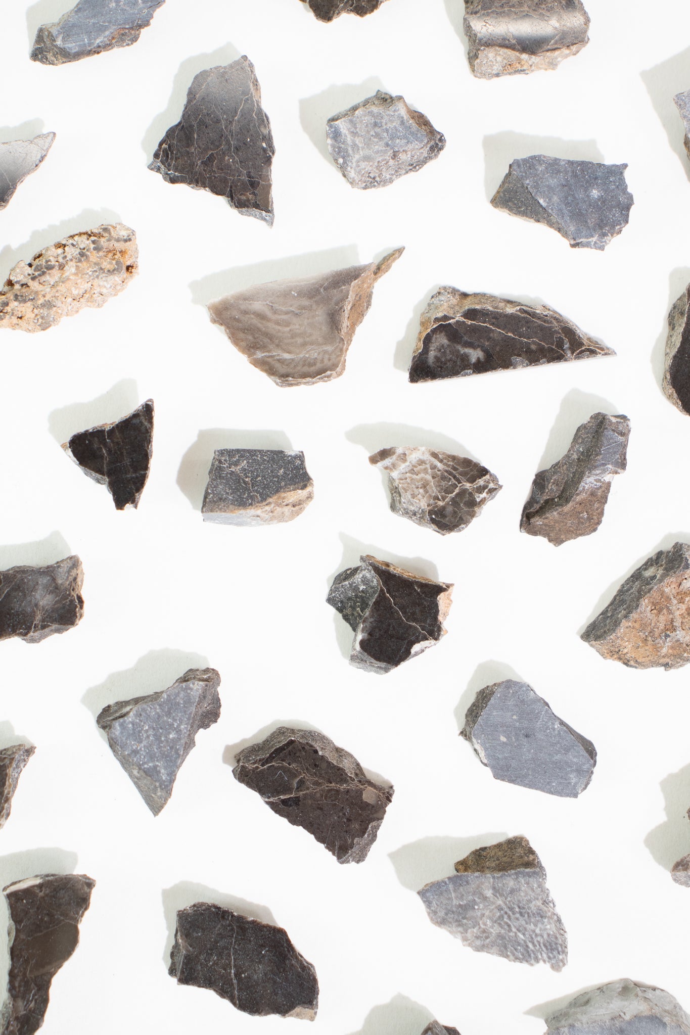 Suevite Fragment - from Stemcell Science Shop