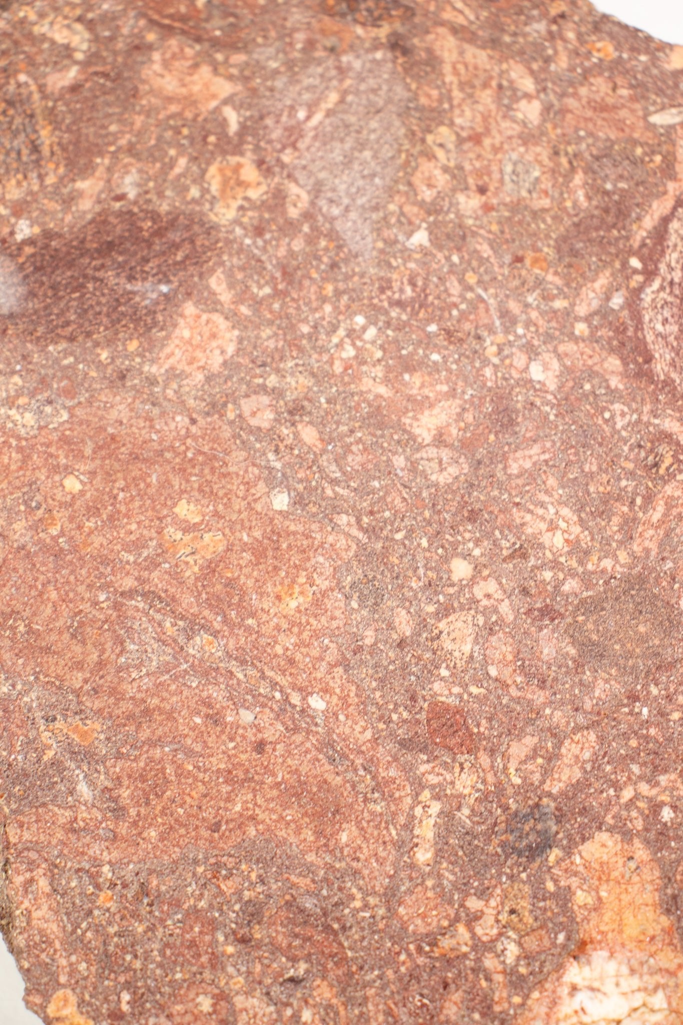 Suevite Fragment - from Stemcell Science Shop