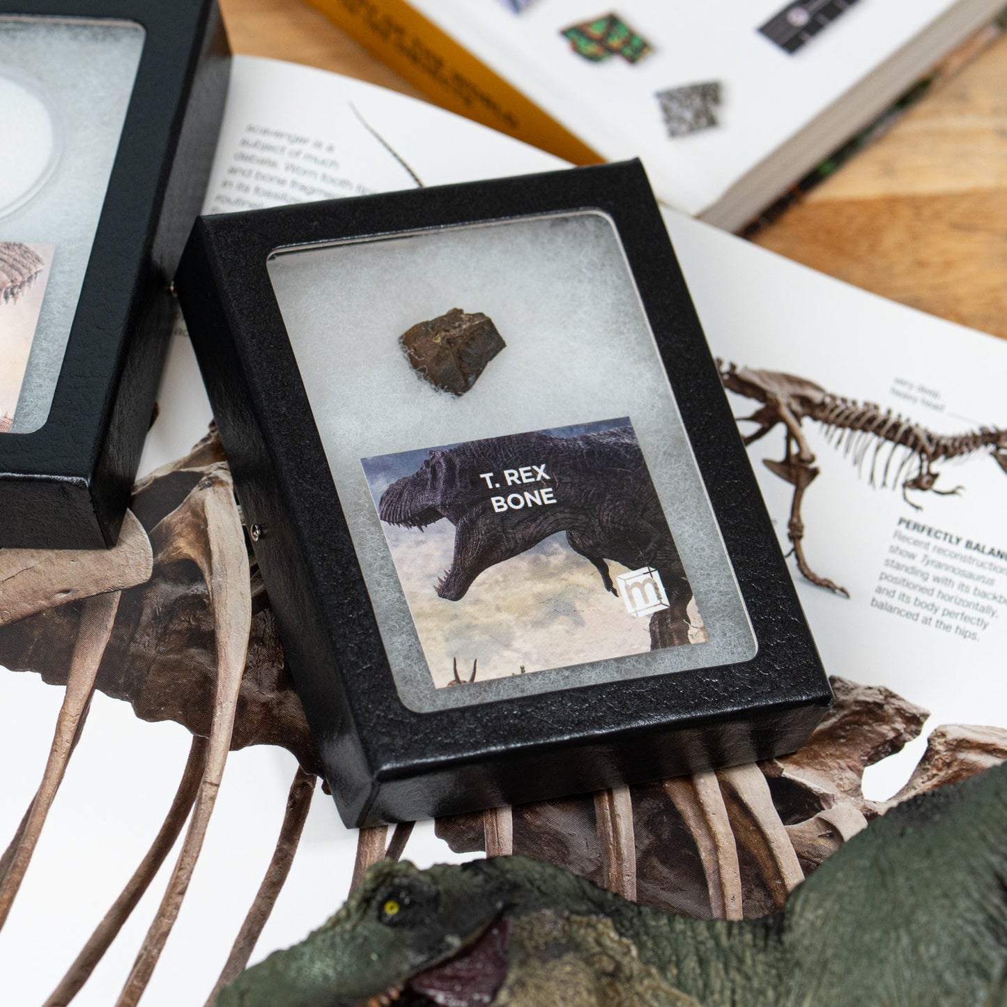 Tyrannosaurus Rex Bone