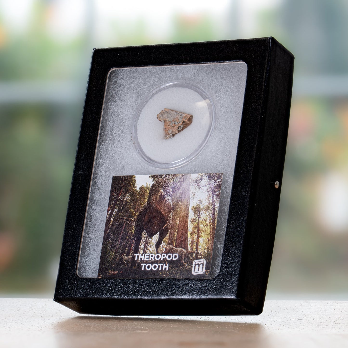 Theropod Tooth - Javelina Formation Fossil Fragment