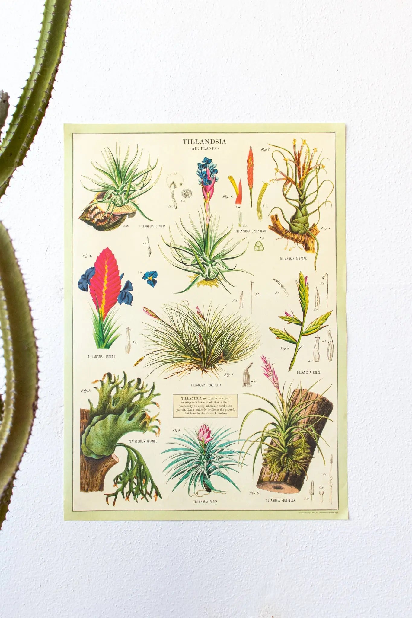 Tillandsia Scientific Chart - Charts from Stemcell Science Shop