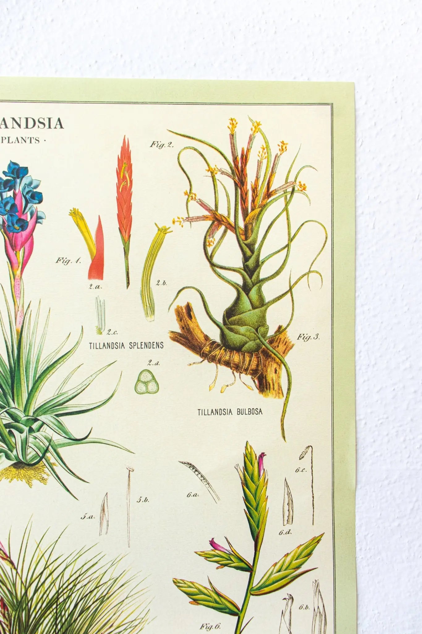 Tillandsia Scientific Chart - Charts from Stemcell Science Shop